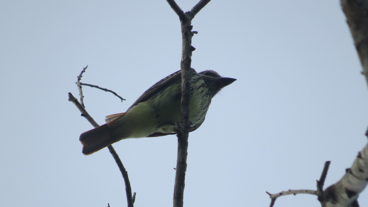 Sulphur-bellied Flycatcher - ML361203341