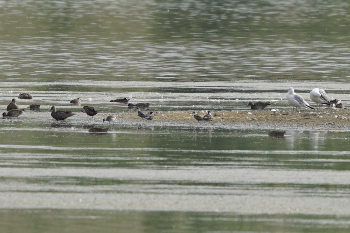 Black Tern - ML361203351