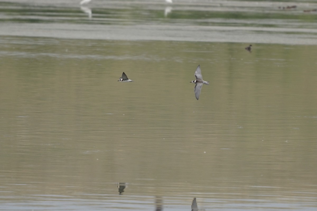 Black Tern - ML361203361