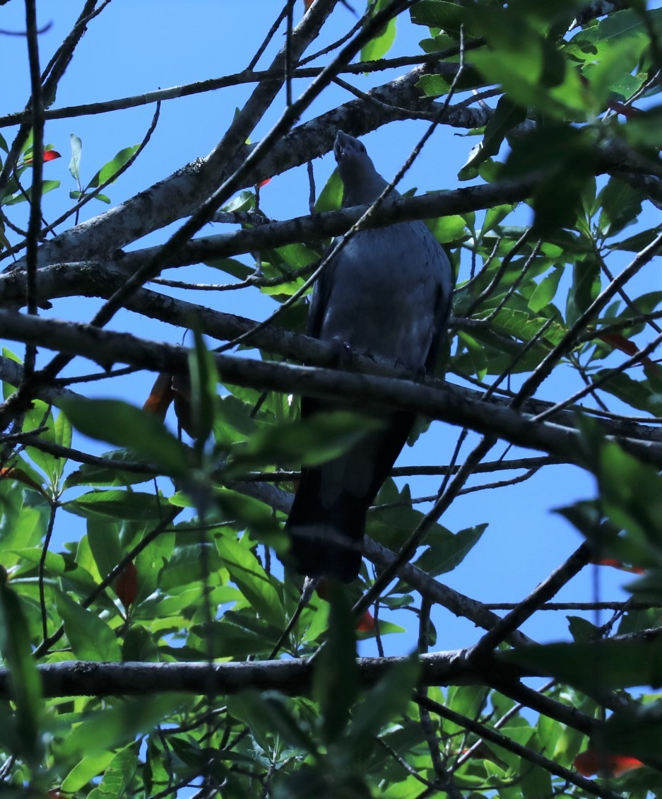 Чубатый плодовый голубь - ML361203561