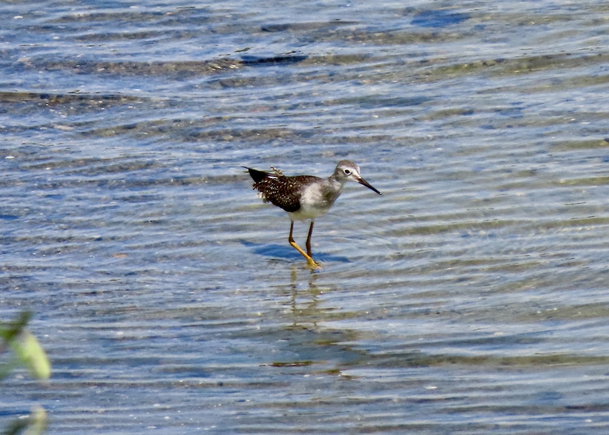 Lesser Yellowlegs - ML361203591