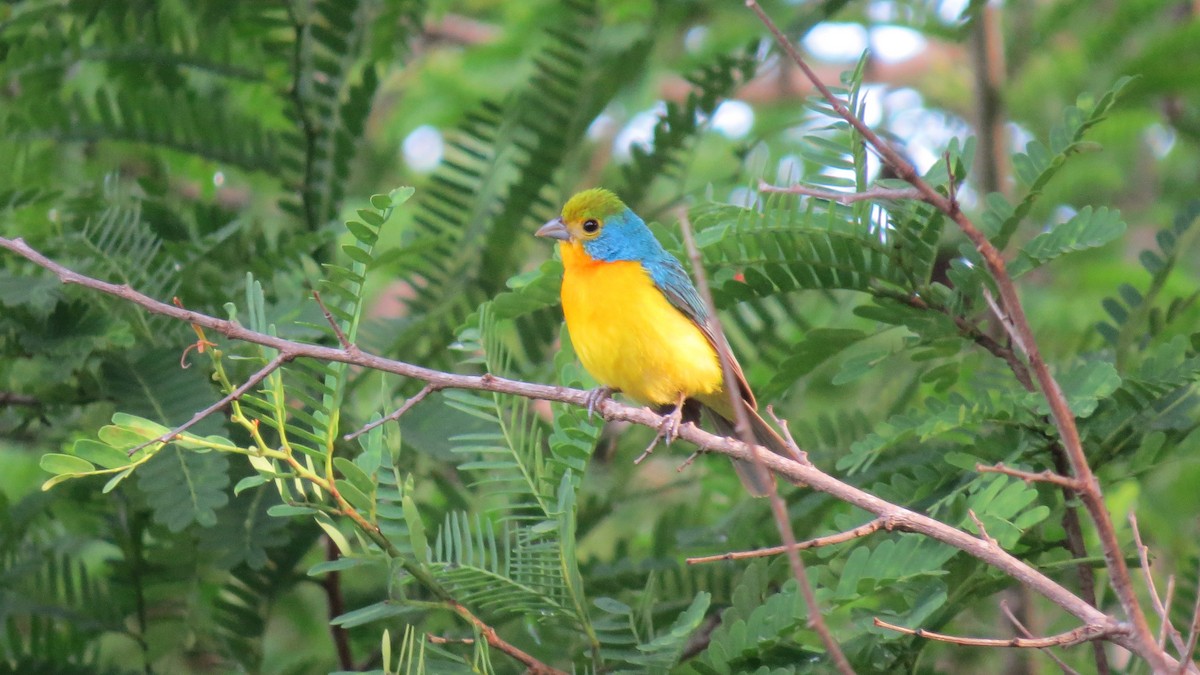 Orange-breasted Bunting - Alán Palacios