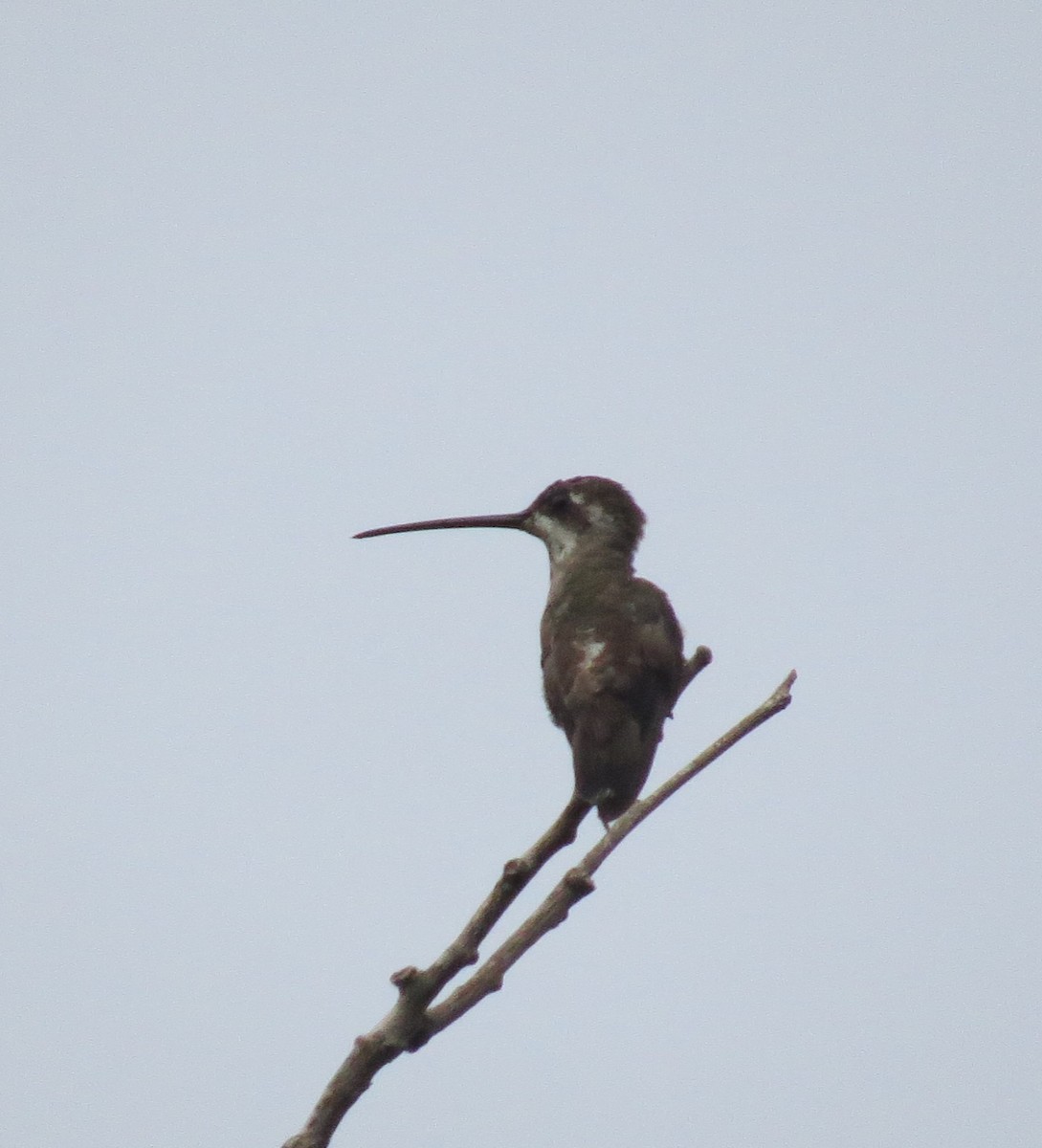 Plain-capped Starthroat - ML361203831