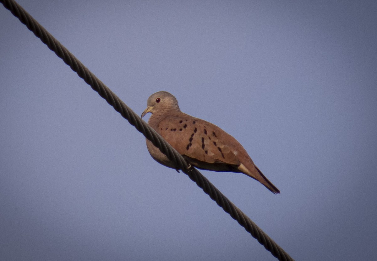 Ruddy Ground Dove - ML361204631