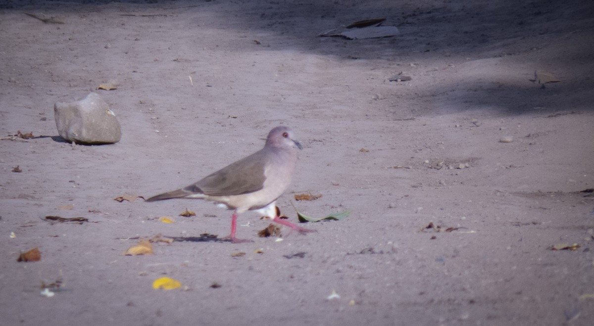 White-tipped Dove (White-tipped) - ML361204791