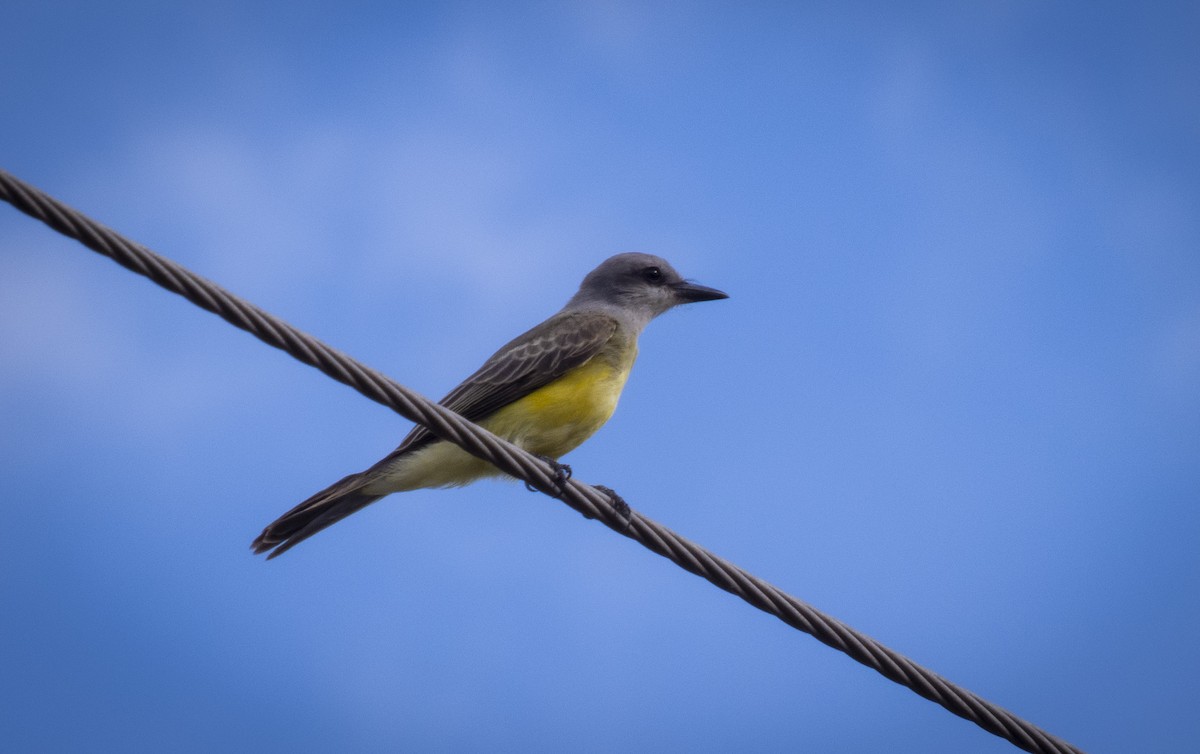 Tropical Kingbird - Alán Palacios