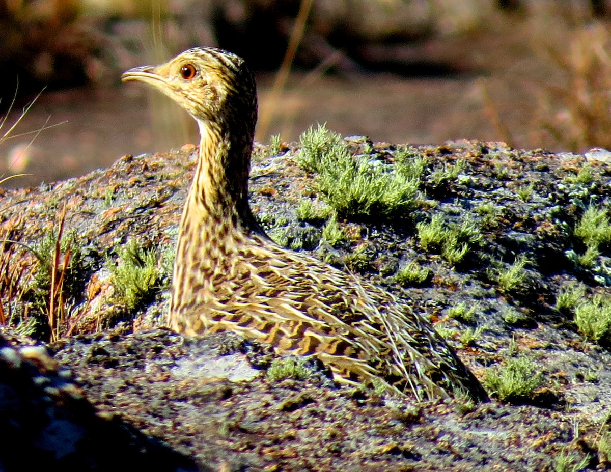 Tinamou tacheté - ML361206151