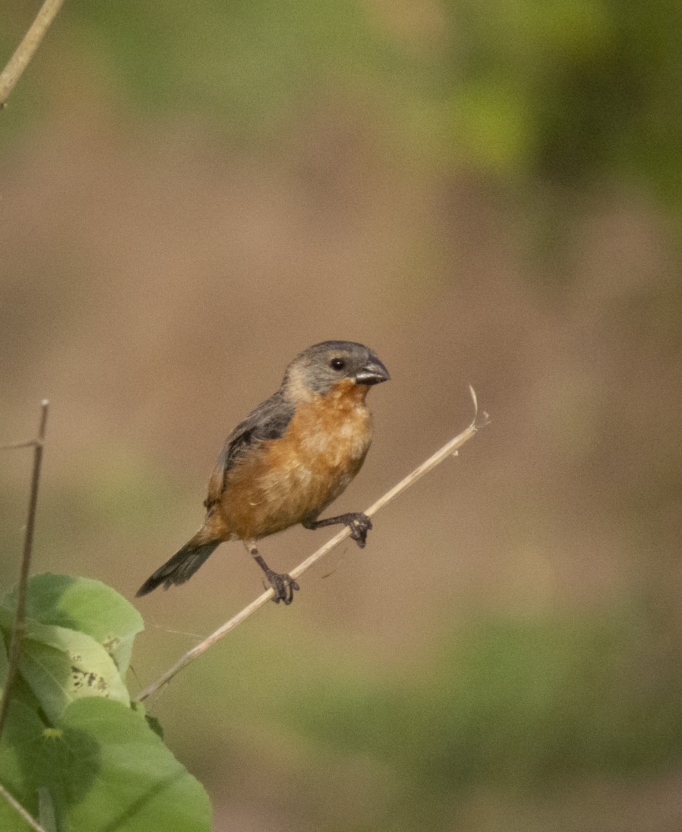 Ruddy-breasted Seedeater - ML361206541