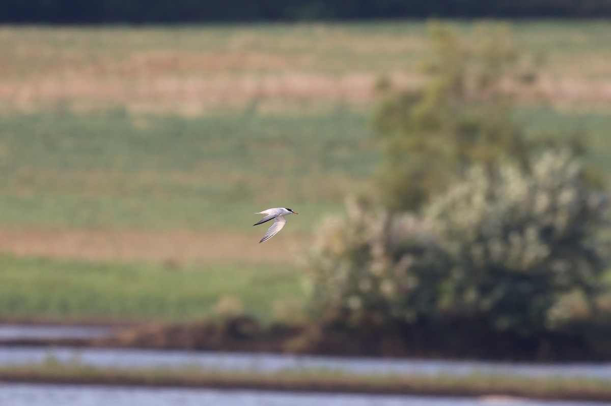 Least Tern - ML361207731