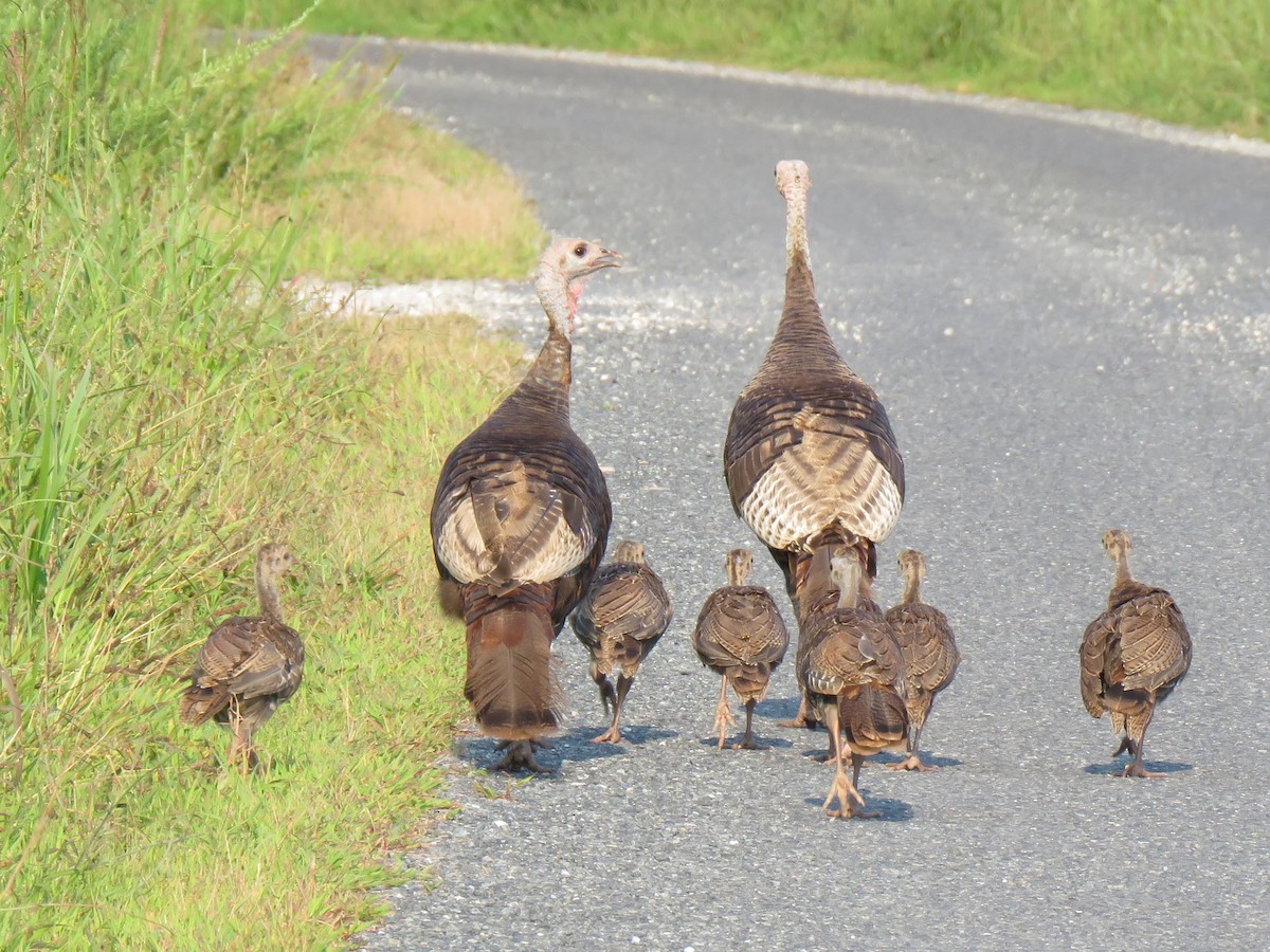 Wild Turkey - Debbie Beer