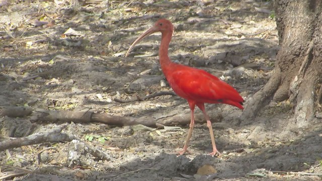 Ibis Escarlata - ML361208171