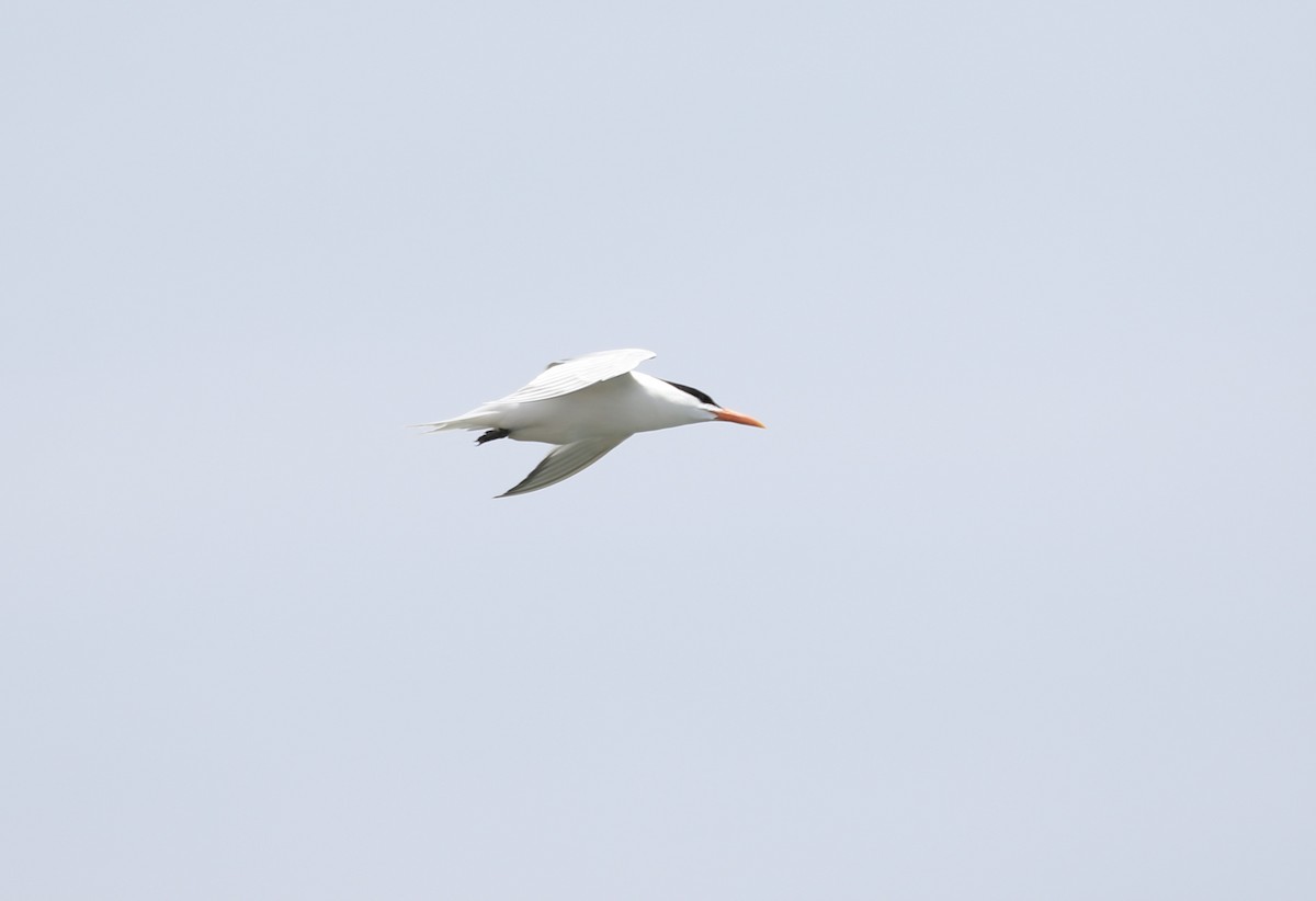 Elegant Tern - ML361209071