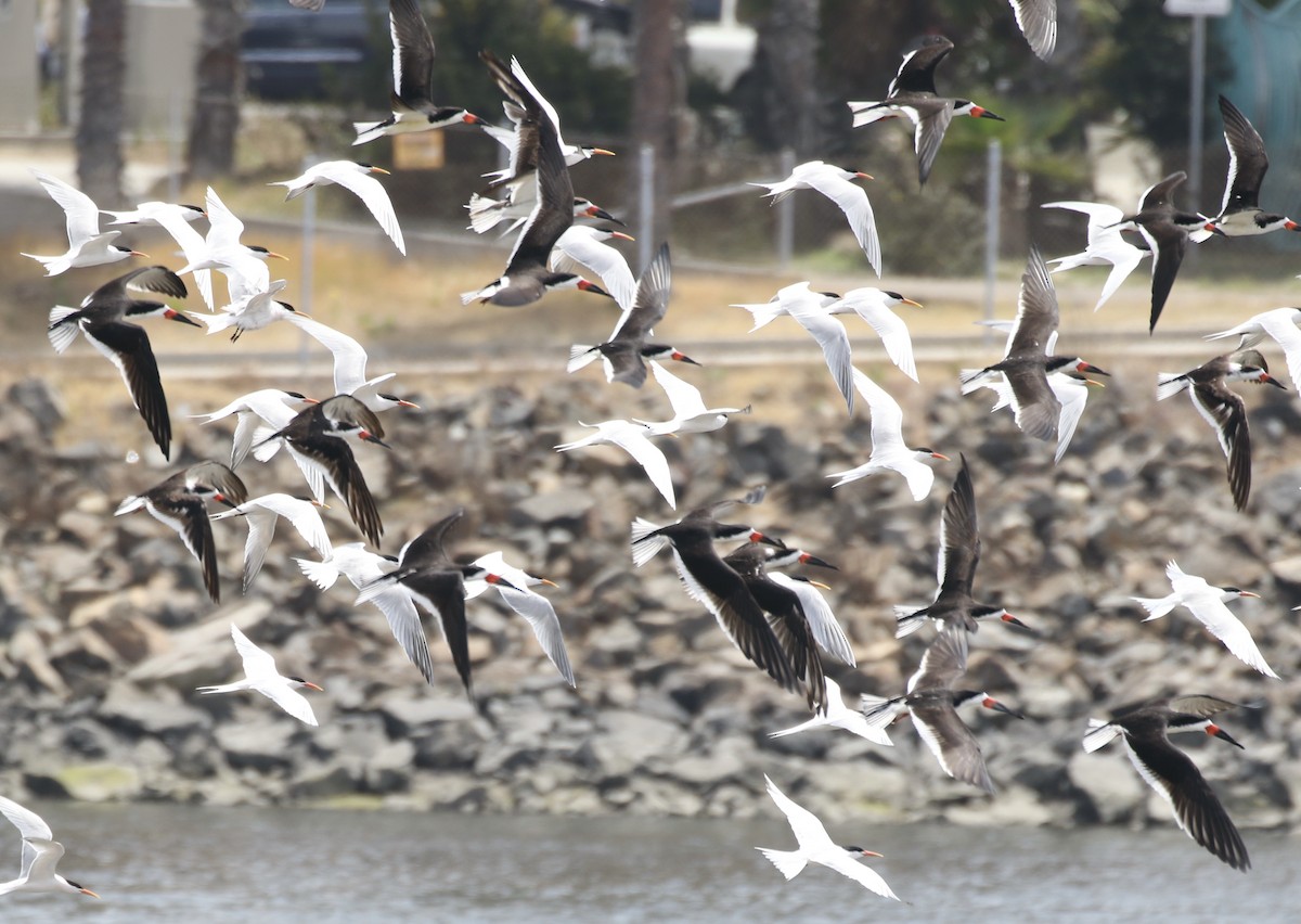 Elegant Tern - ML361209981