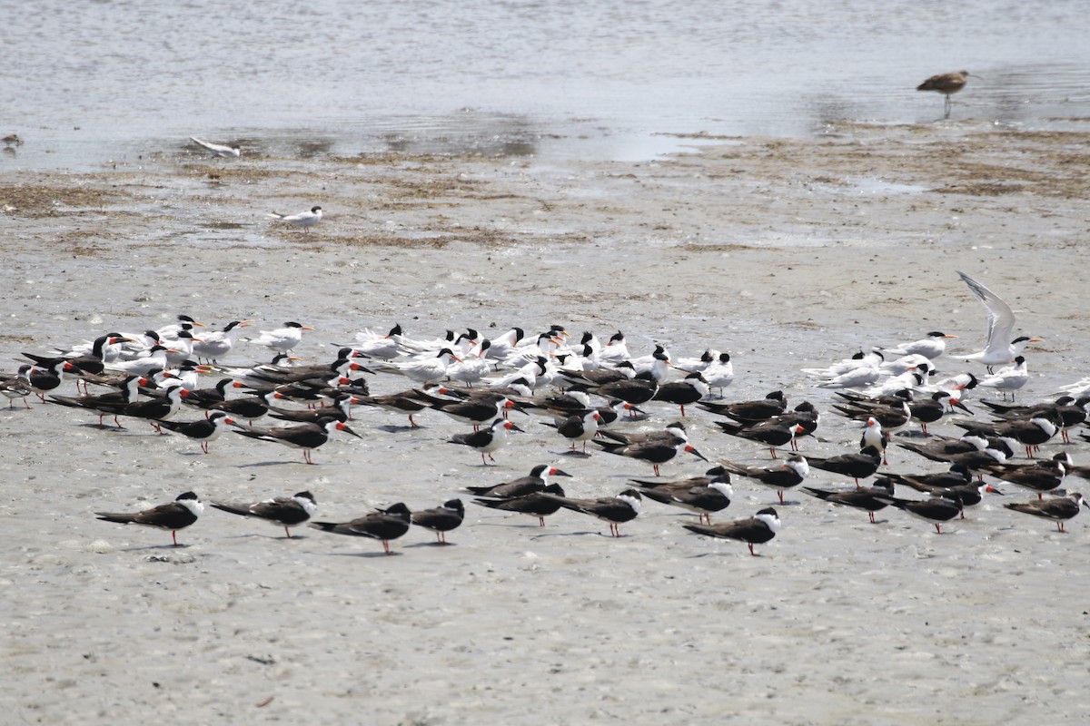 Elegant Tern - ML361210141