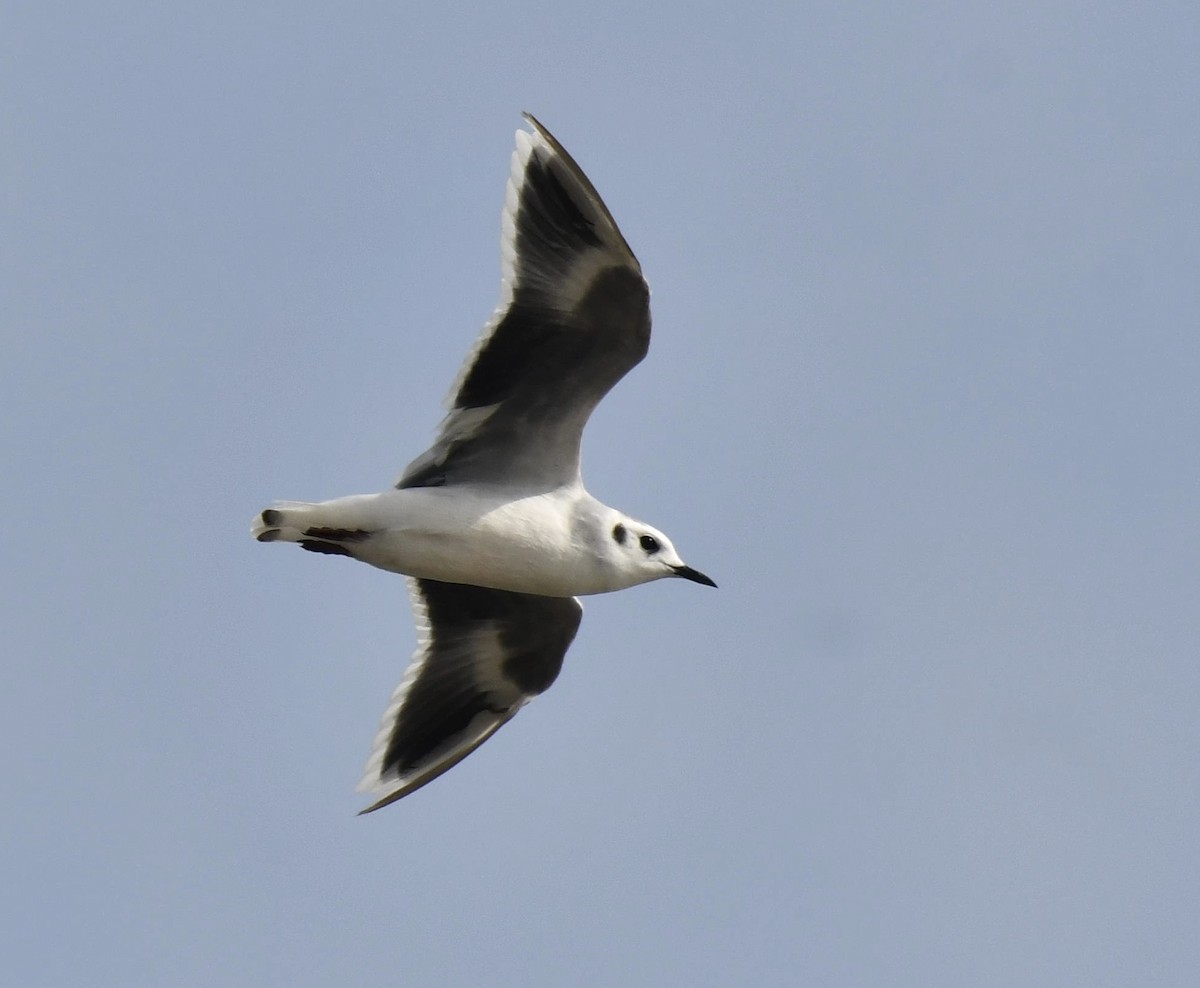 Mouette pygmée - ML361210541