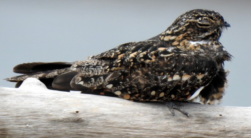 Common Nighthawk - ML361210711