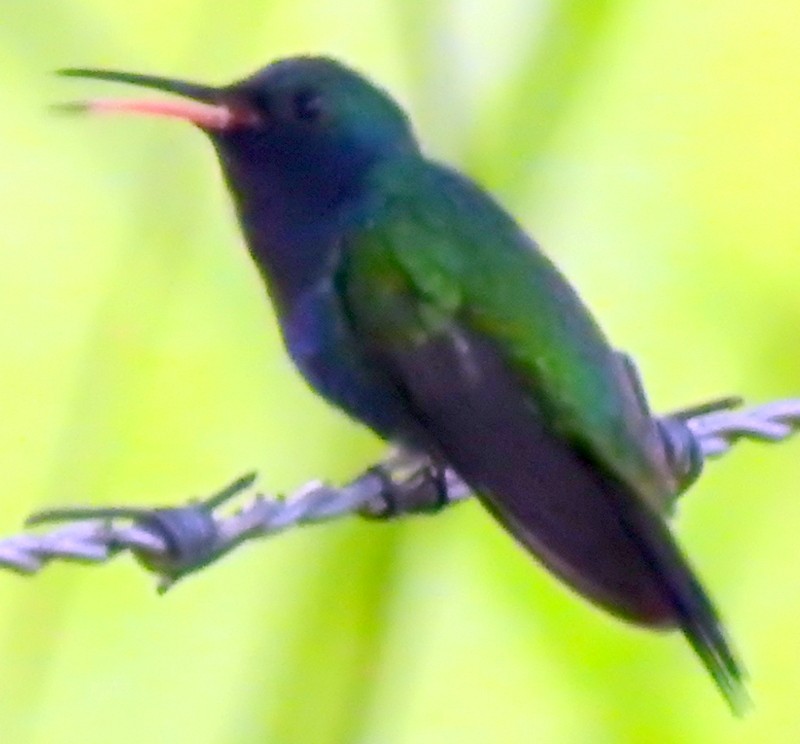 Sapphire-throated Hummingbird - Bill Fox