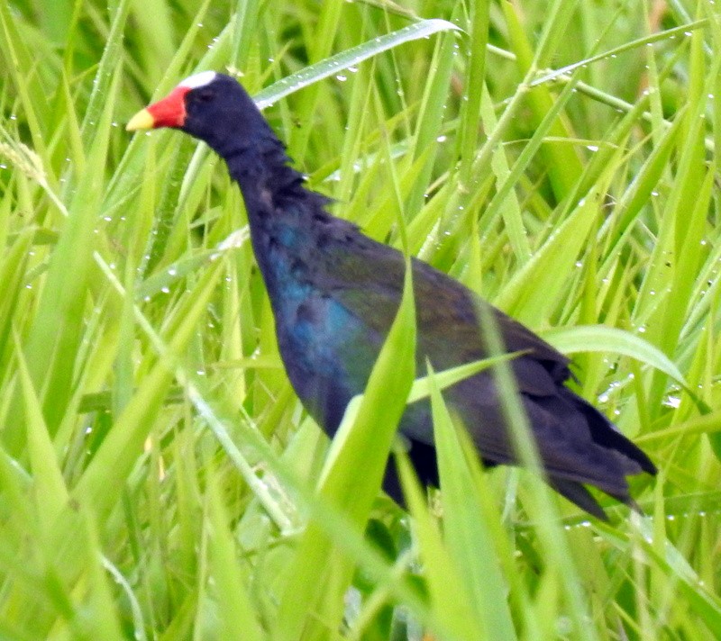 Purple Gallinule - ML361210831