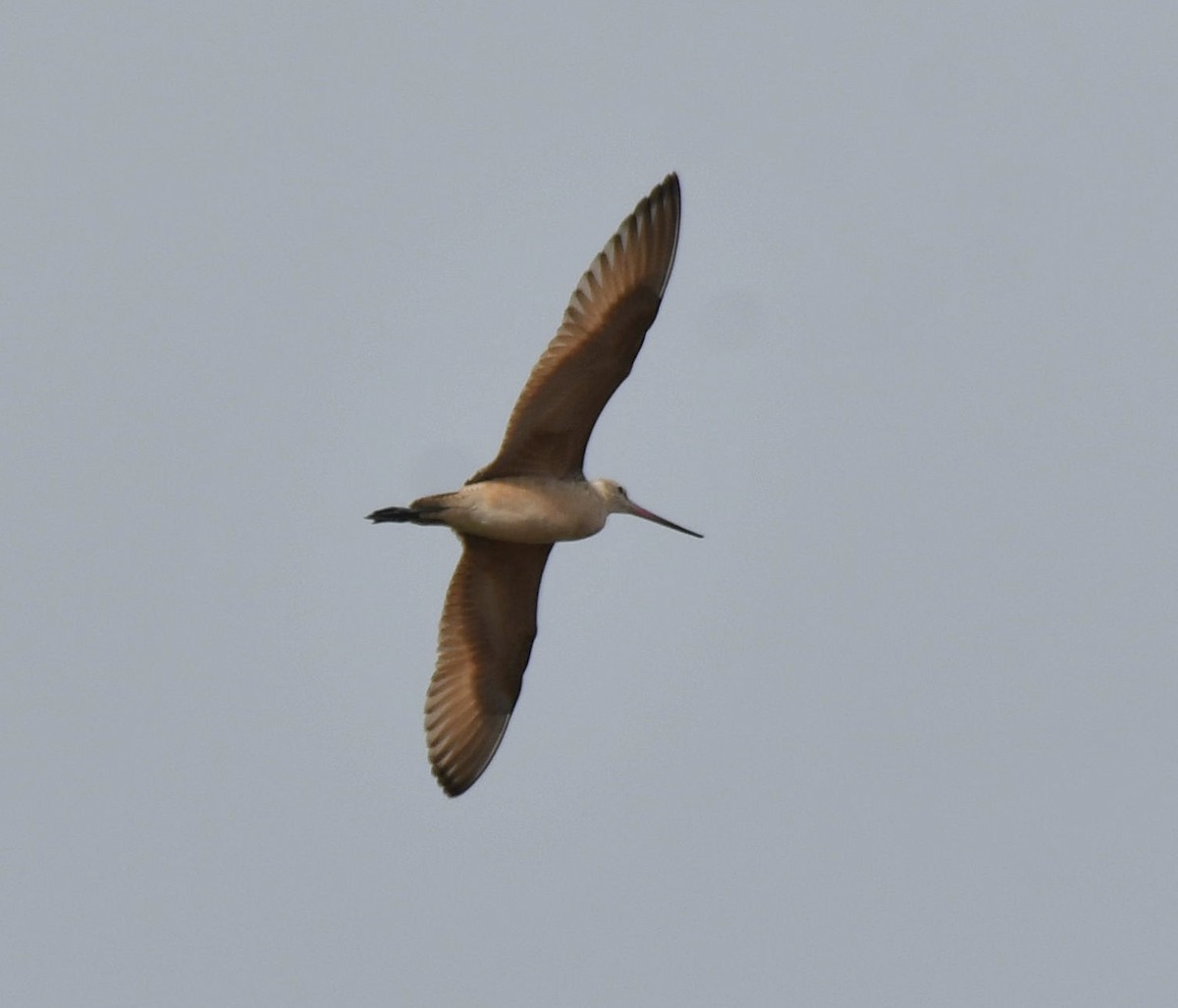 Marbled Godwit - ML361211101