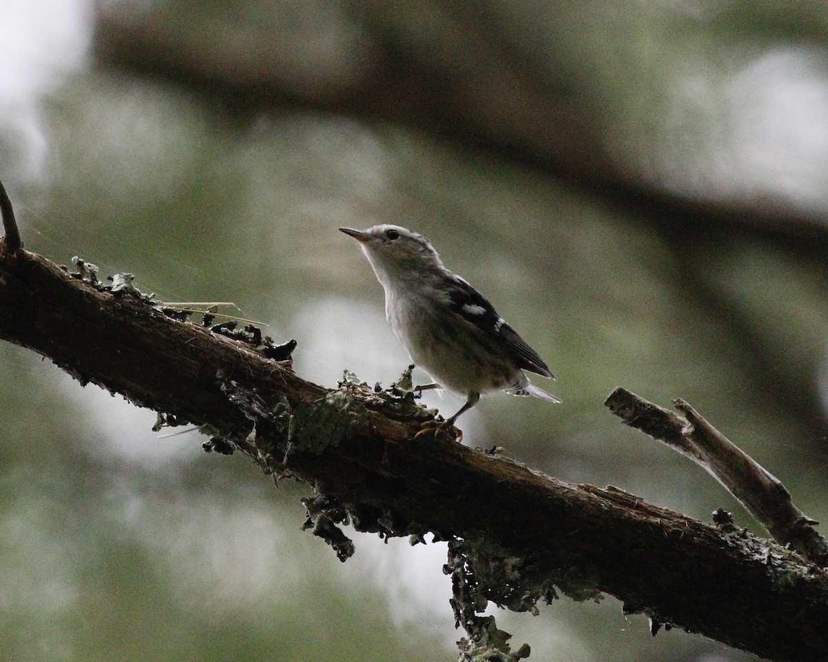 Black-and-white Warbler - ML361211191