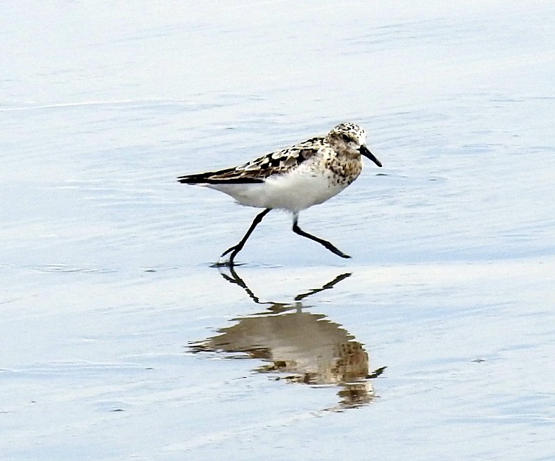 Semipalmated Sandpiper - ML361211251