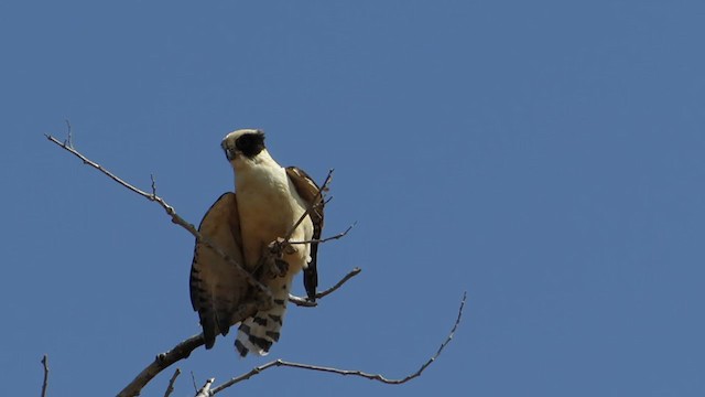 Laughing Falcon - ML361211451