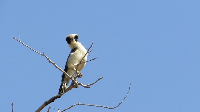 Laughing Falcon - ML361211531