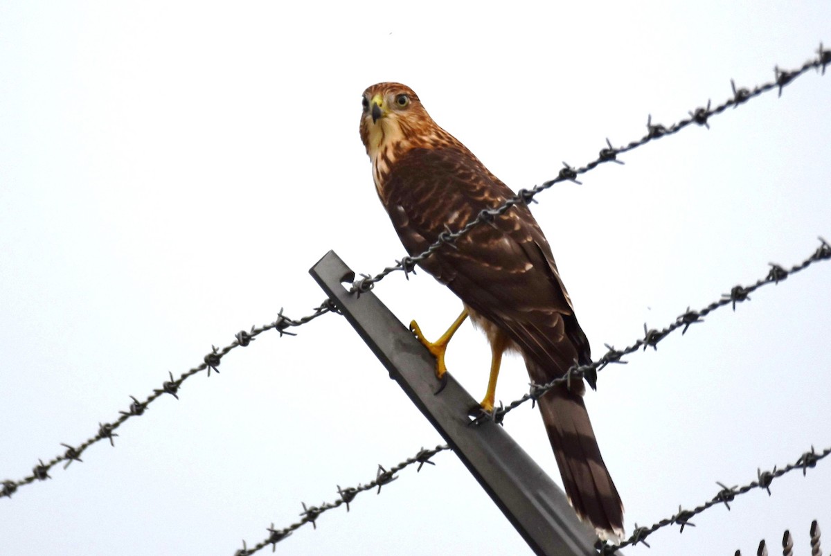 Cooper's Hawk - ML361211681