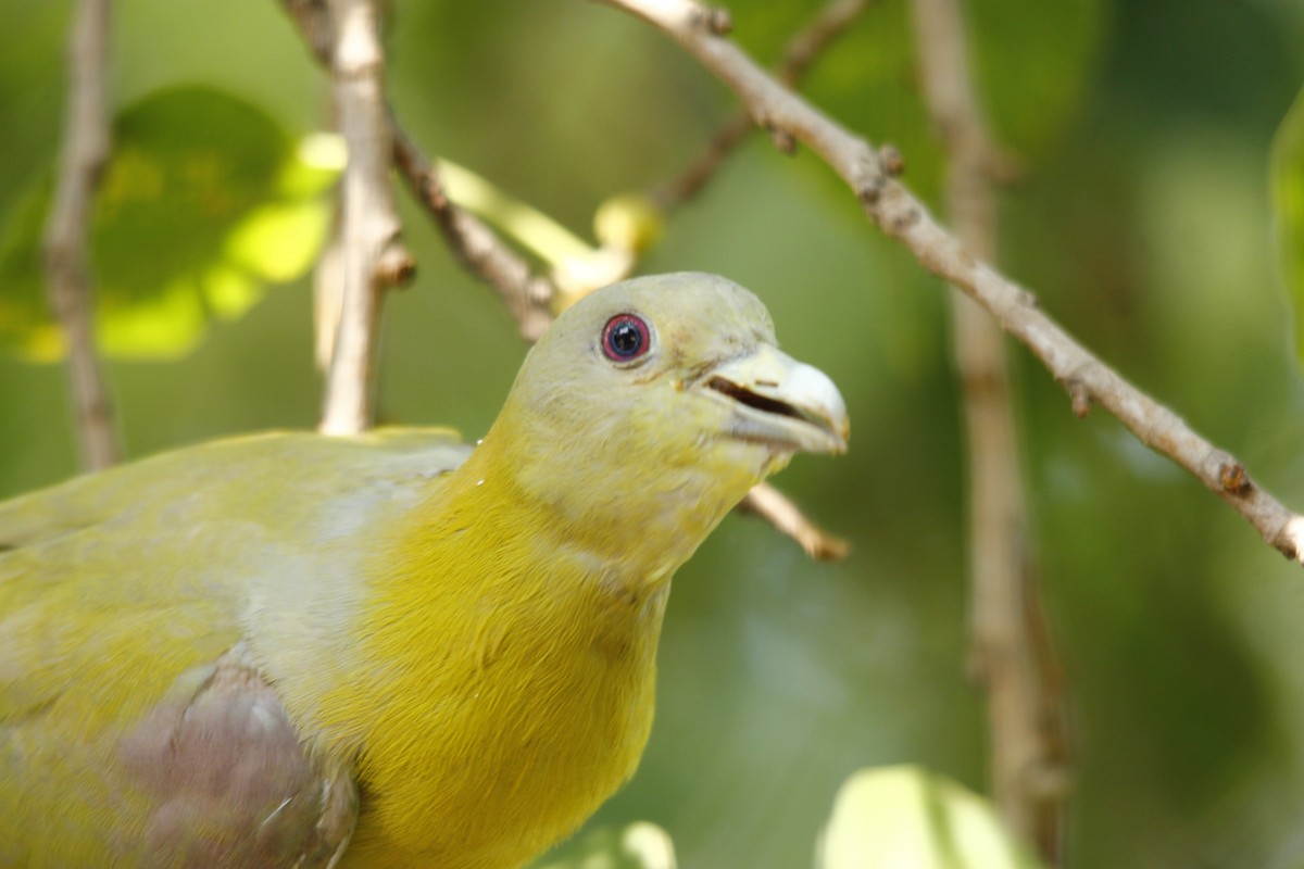 Yellow-footed Green-Pigeon - ML36121191