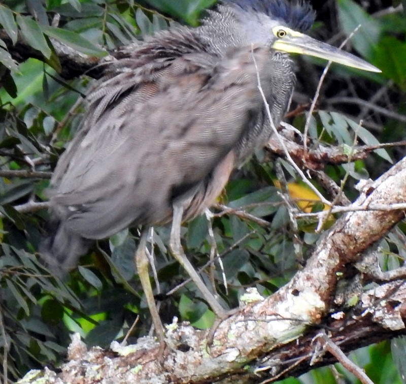 Bare-throated Tiger-Heron - ML361212781