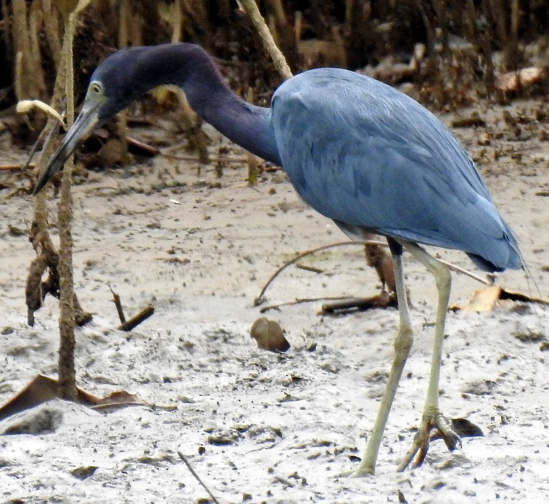 Little Blue Heron - Bill Fox