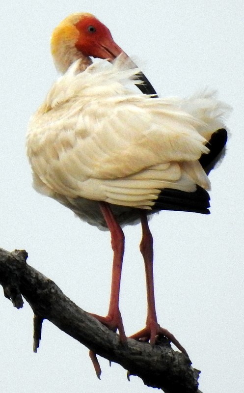 ibis bílý - ML361213451