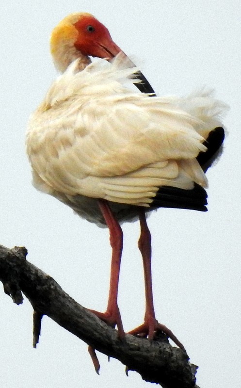 White Ibis - ML361213451