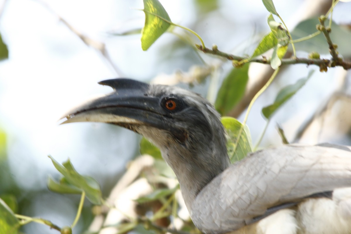 Indian Gray Hornbill - ML36121351