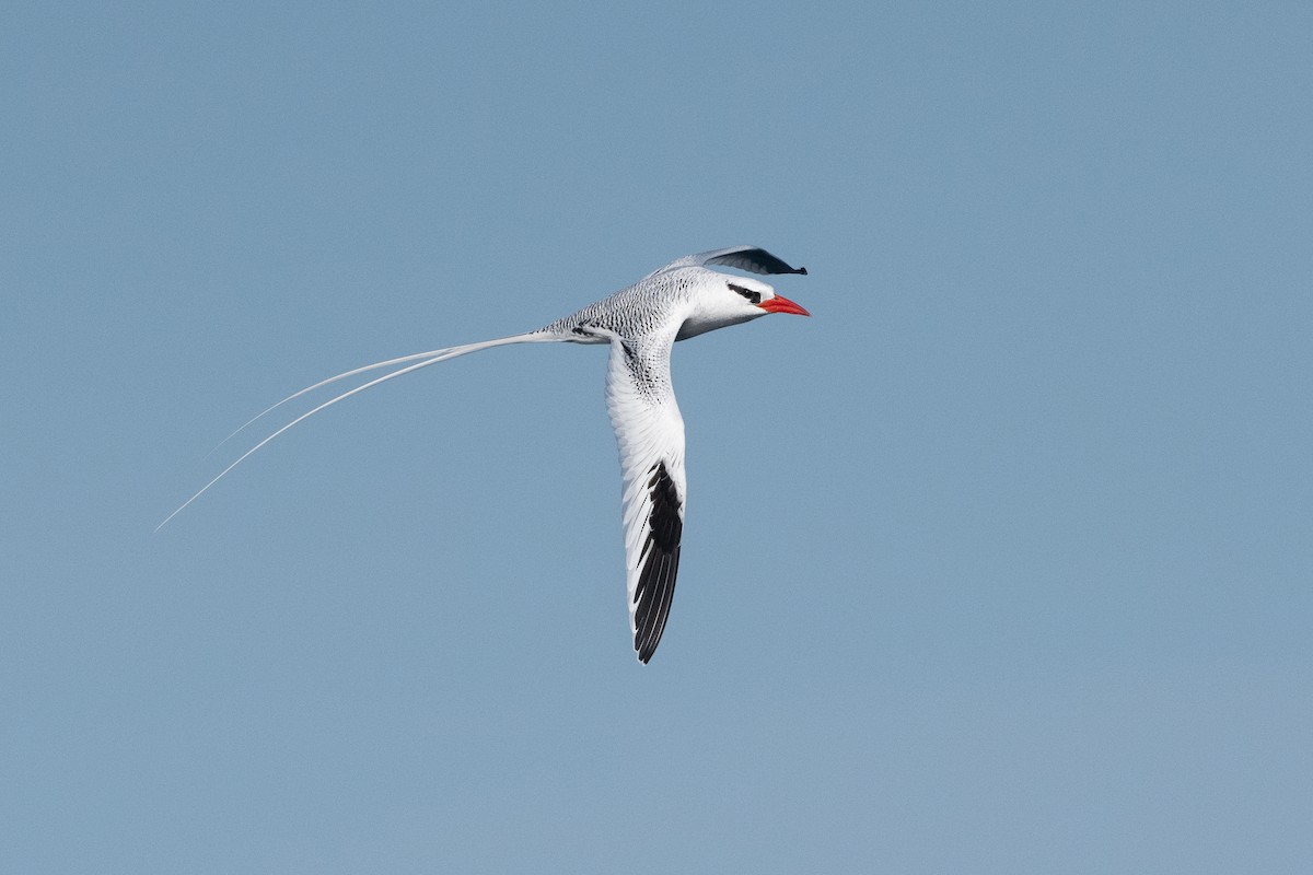 Red-billed Tropicbird - Adam Jackson