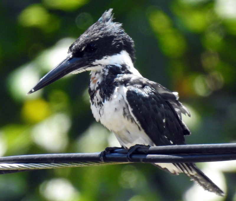 Amazon Kingfisher - ML361213561