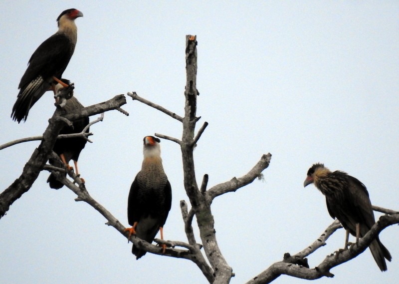 Caracara Carancho (norteño) - ML361213611