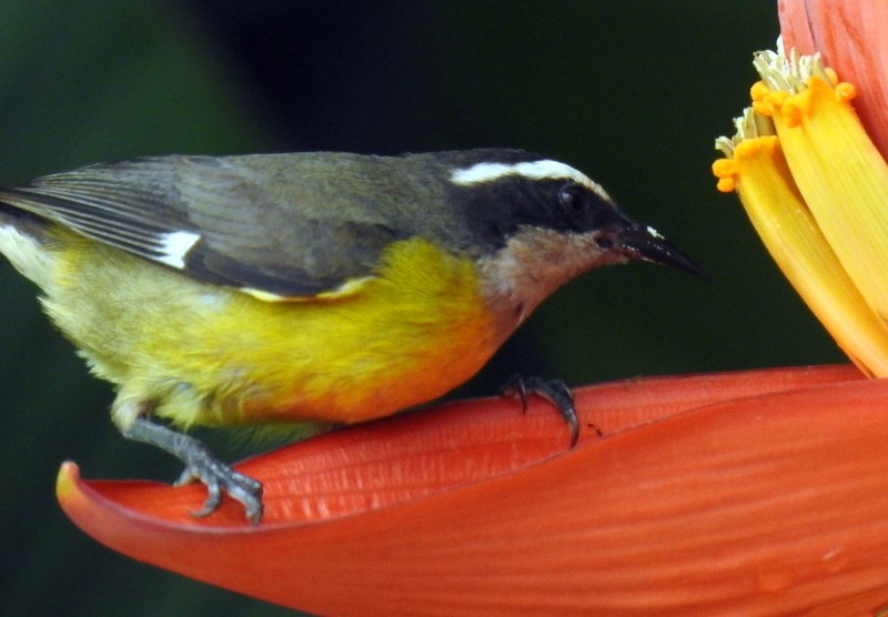 Bananaquit - Bill Fox