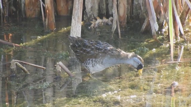 カオグロクイナ - ML361214251