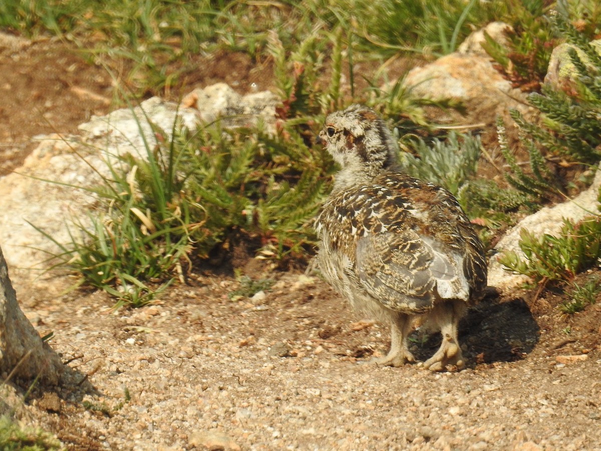 White-tailed Ptarmigan - ML361214741