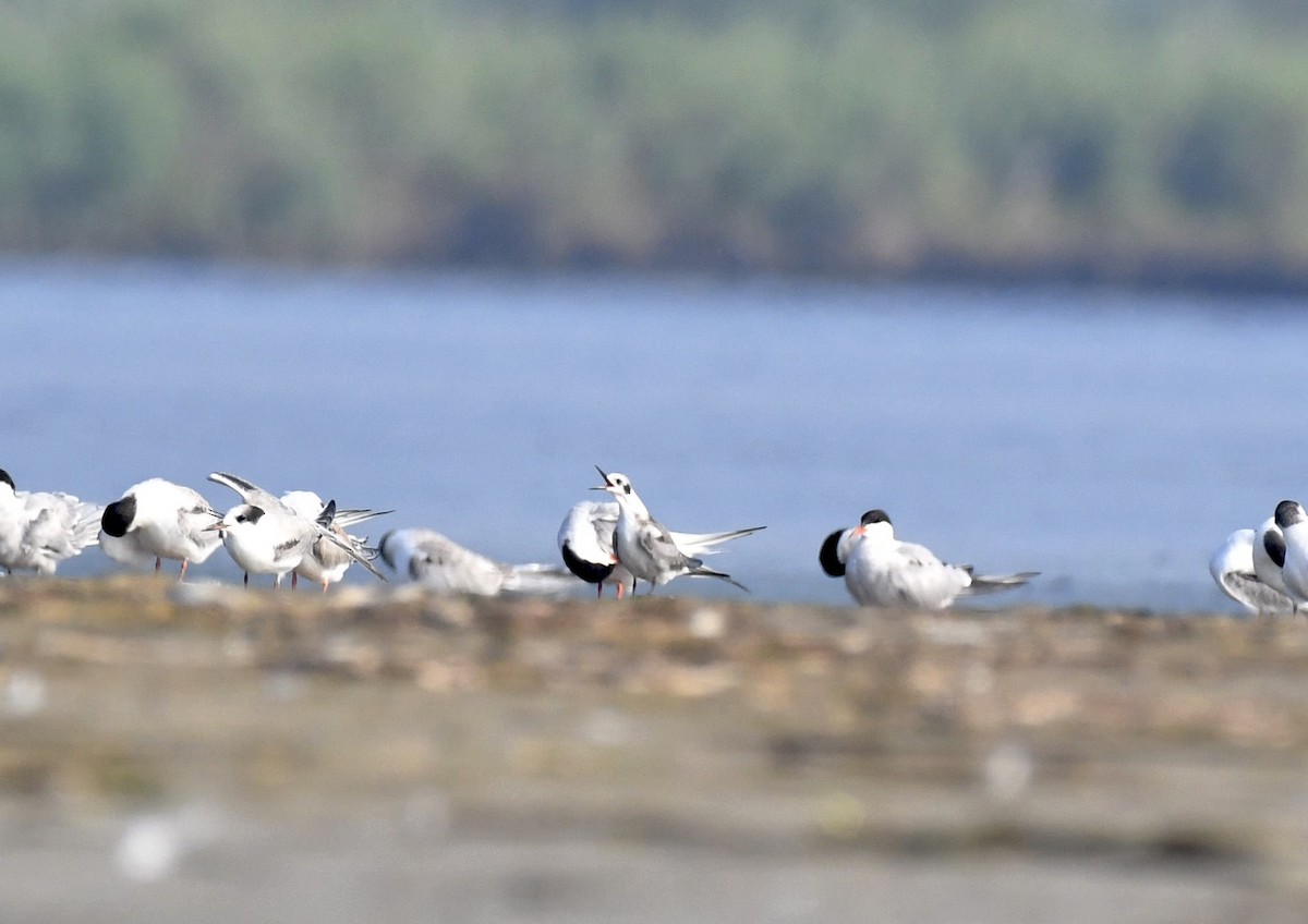 Little Gull - Sue Palmer