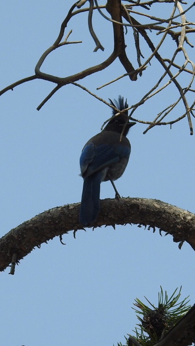 Steller's Jay - ML361214961