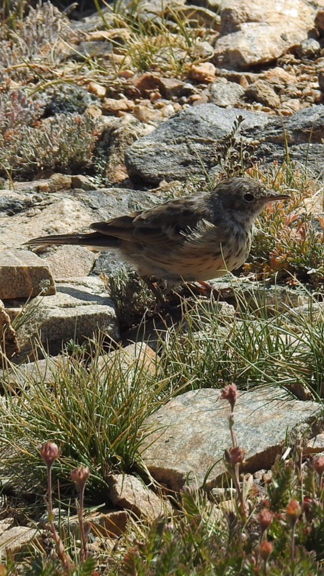 American Pipit - ML361215151