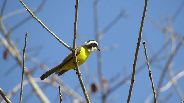 White-bearded Flycatcher - ML361215851