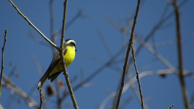 White-bearded Flycatcher - ML361216191