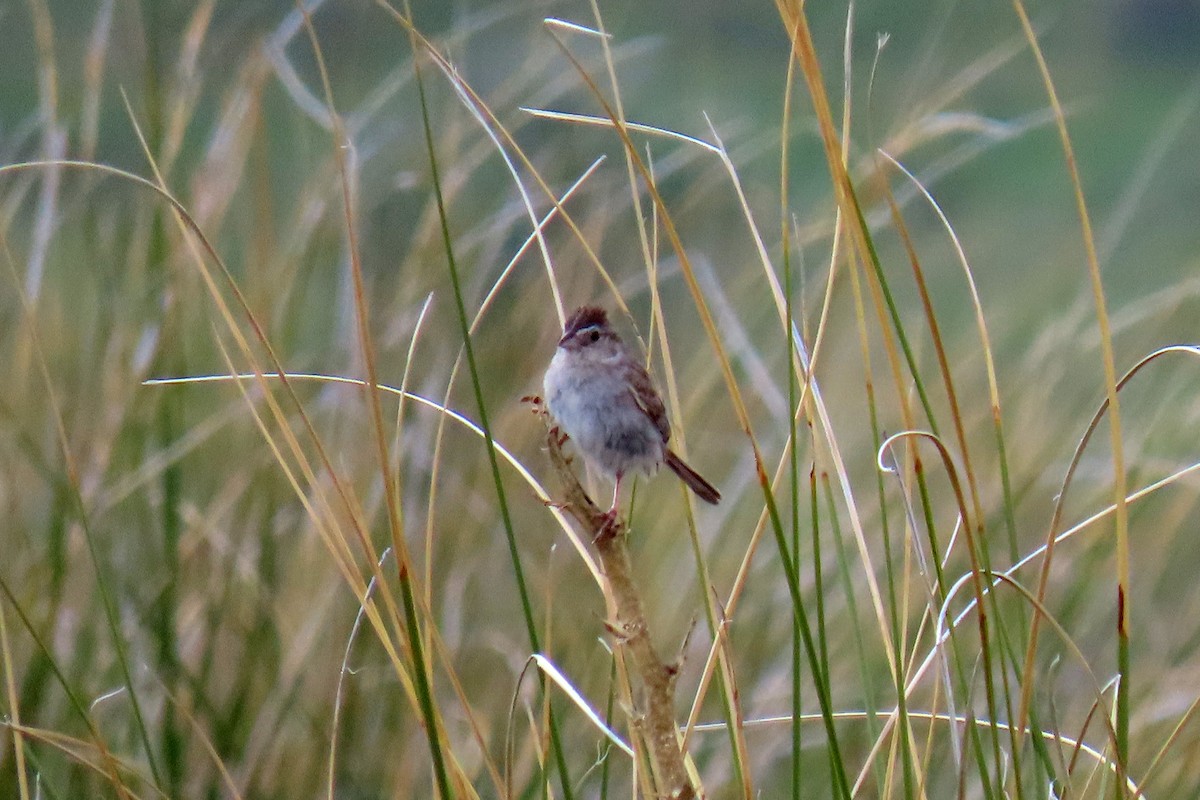 Cassin's Sparrow - ML361216741