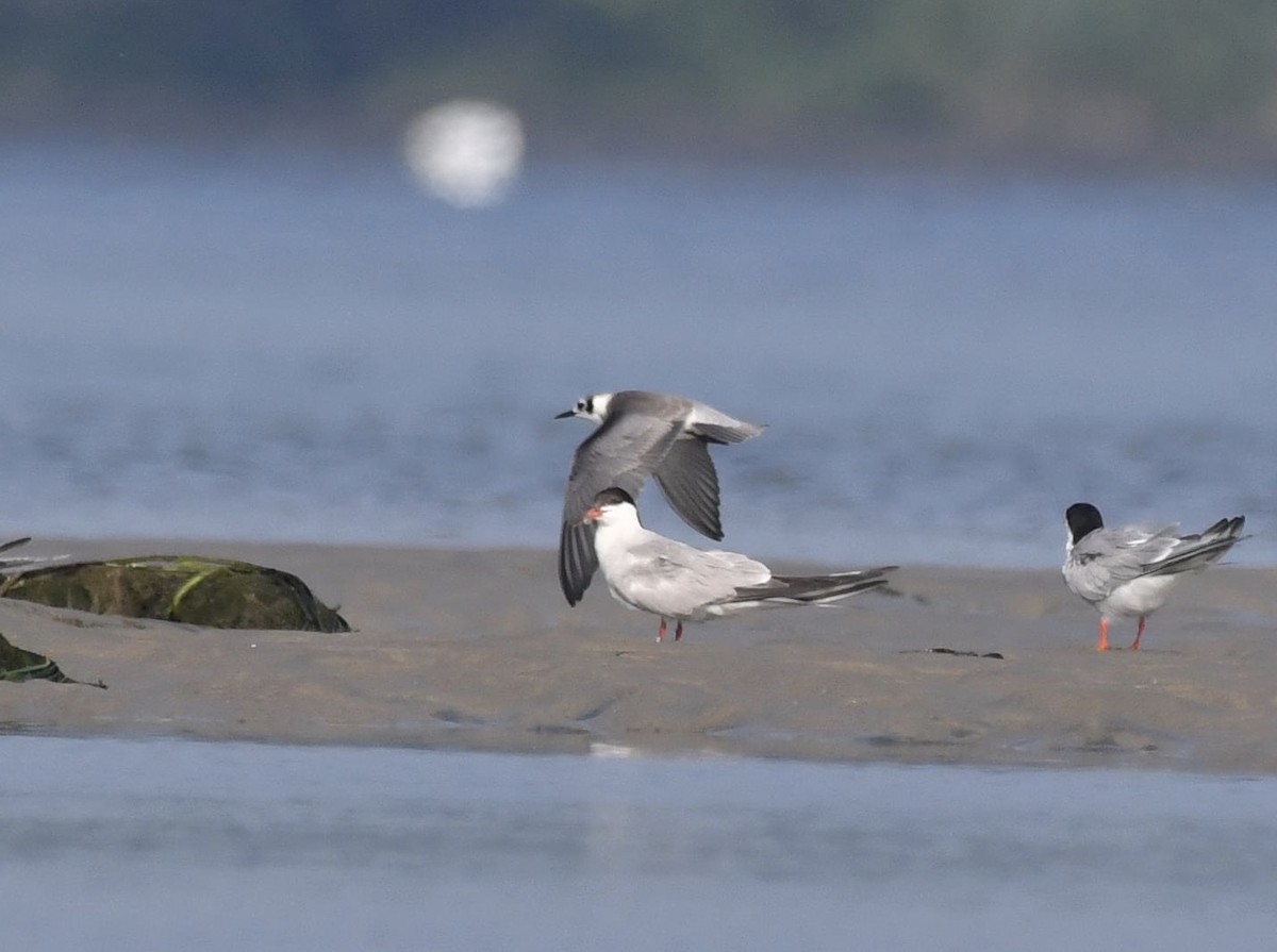 Black Tern - ML361217101