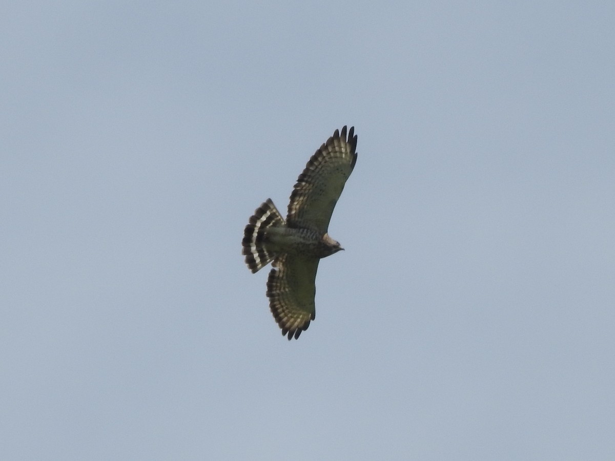 Broad-winged Hawk - ML361218341