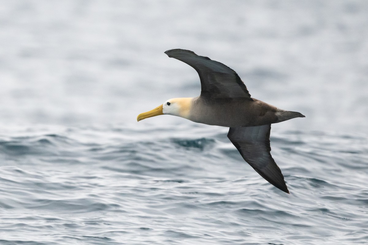 Waved Albatross - ML361218541