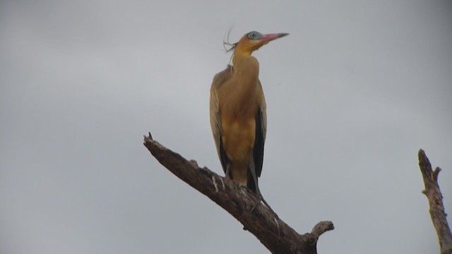 Whistling Heron - ML361218771